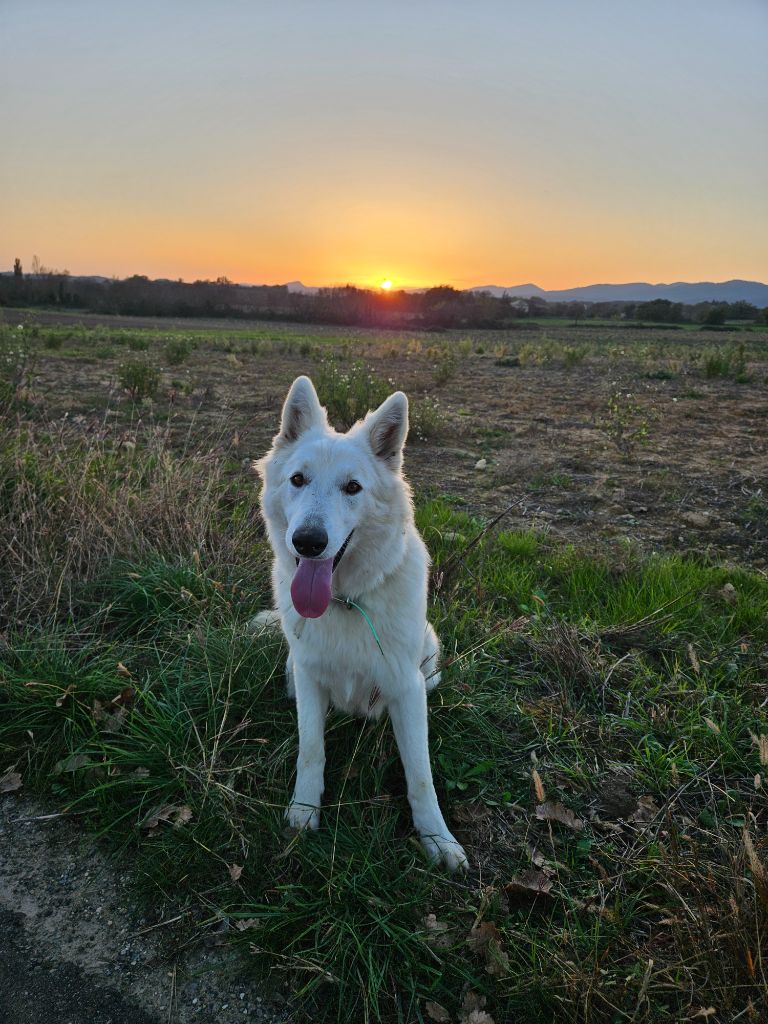 Uchka dit miku (Sans Affixe)