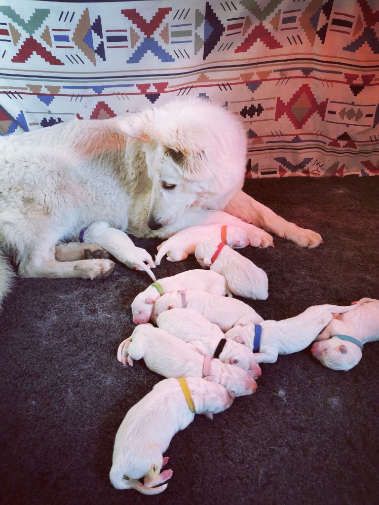 Les chiots